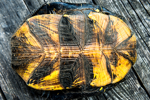 Texture of turtle shell on the old wooden background