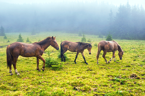 Herd of brown horses feed on the misty green field with forest