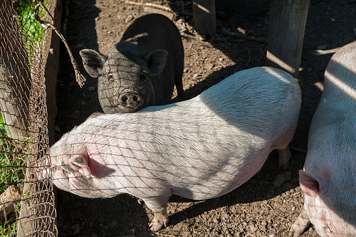 Pig on a pig farm in Altay