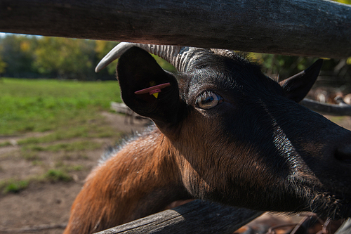 goat goat portrait closeup on the farm