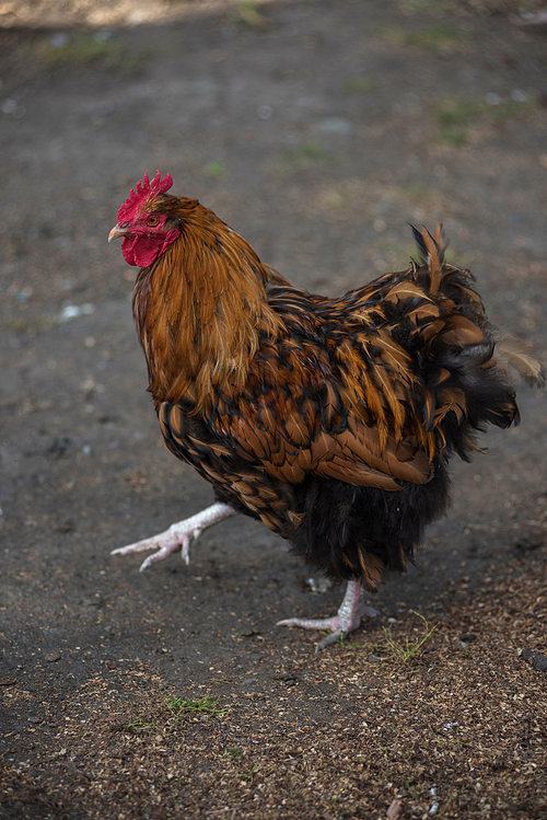 Rooster walking in the yard in countryside