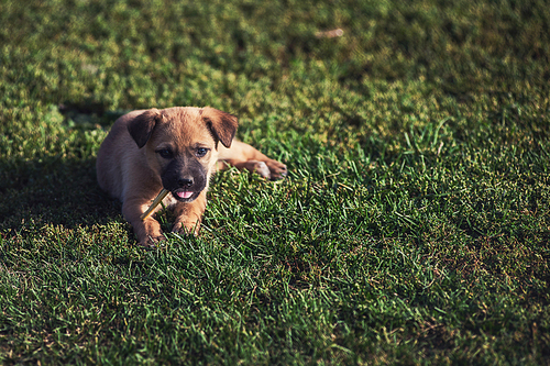 Cute playing puppy dog on a green grass