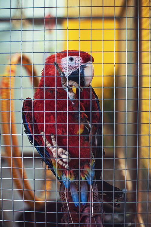 Big parrot in a cage closeup portrait