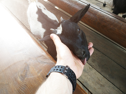 feeding little goat at farm