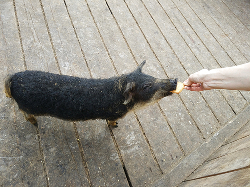 feeding black pig at farm