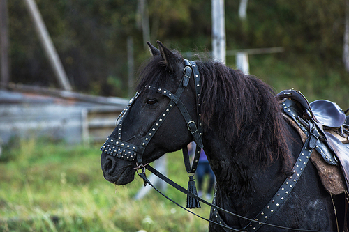Black beauty horse closeup portrait