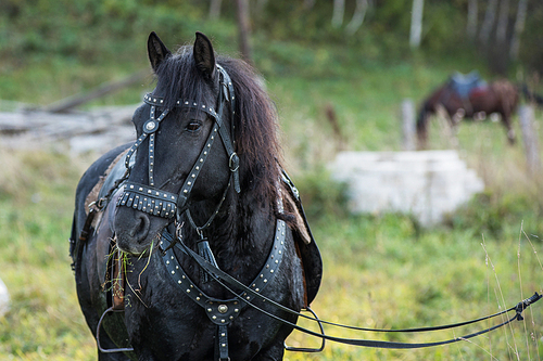 Black beauty horse closeup portrait