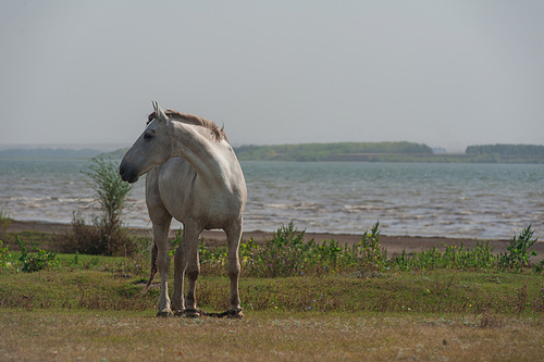 White horse closeup portrait at the lake