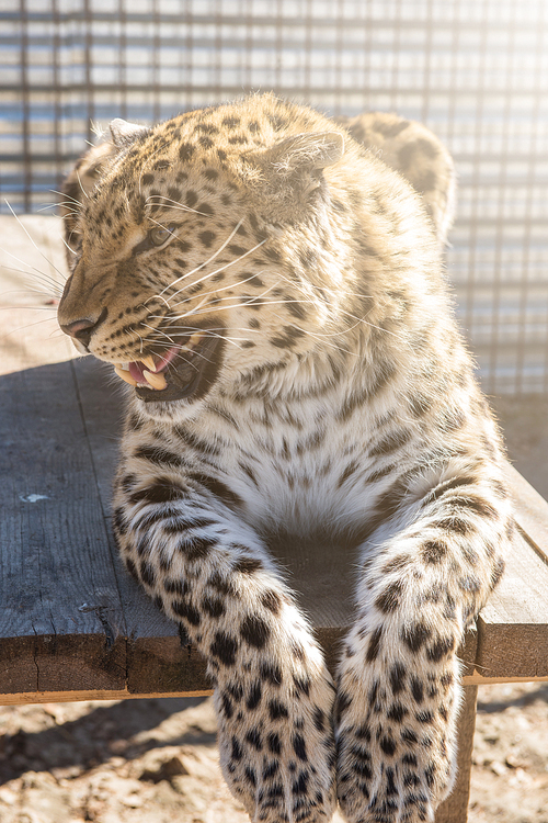 Portrait of the male leopard in a zoo