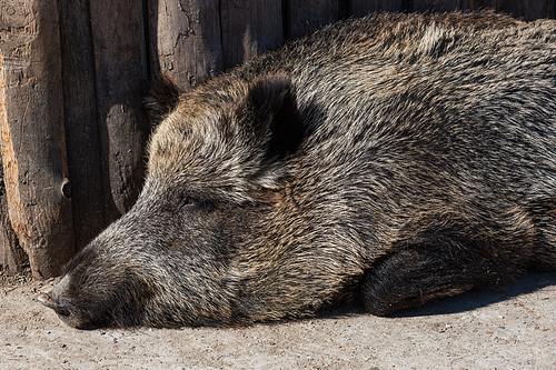 Wild boar in the zoo, closeup photo