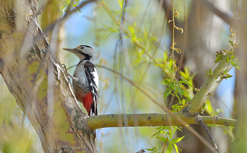 A male great spotted woodpecker (Dendrocopos major)