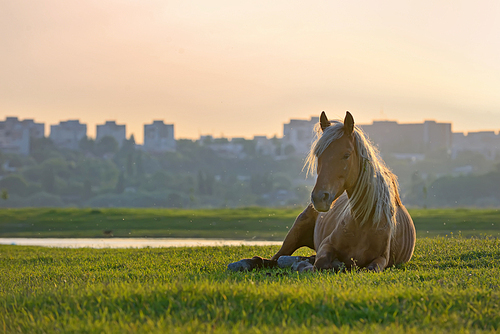 Horse sitting down at sunset