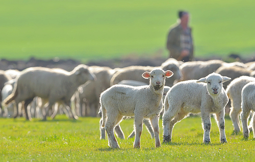 Sheep and lambs in spring field