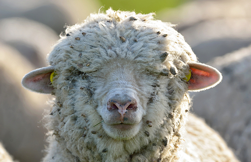 Sheep head  in spring field