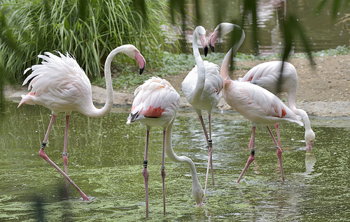 Pink Flamingos birds in lake