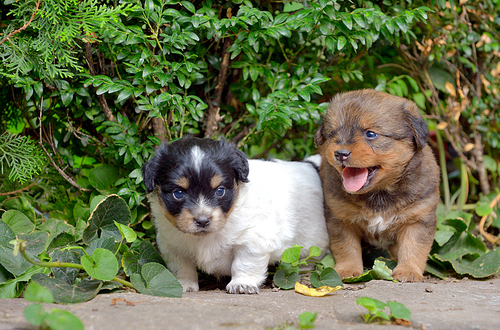 Chinese puppy dogs in garden