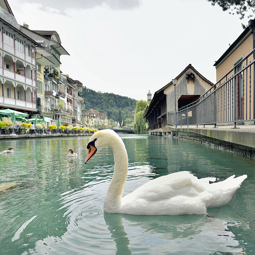 Swan in Thun city and river in Aare, Switzerland - 23 july 2017