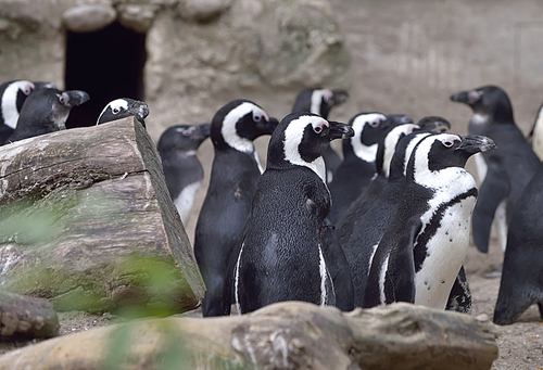 Group of African Penguins Spheniscus demersus