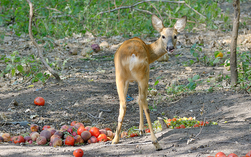Deer living and eat at zoo