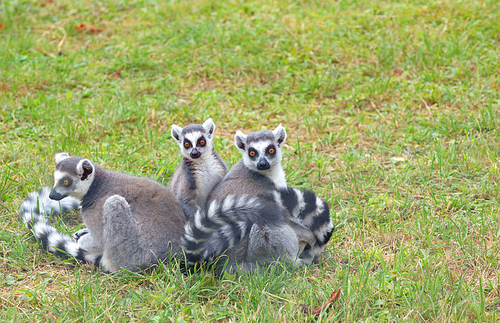 ring-tailed lemur (lemur catta) on field