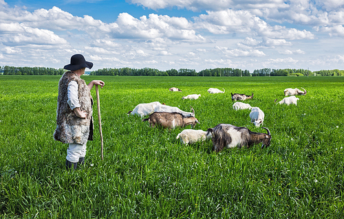 Shepherd and herd of goats on a green pasture