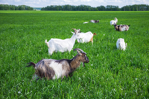 Herd of goats  on a green pasture