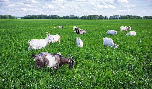 Herd of goats  on a green pasture