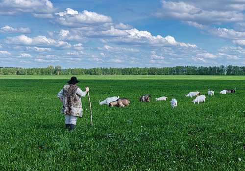 Shepherd and herd of goats on a green pasture