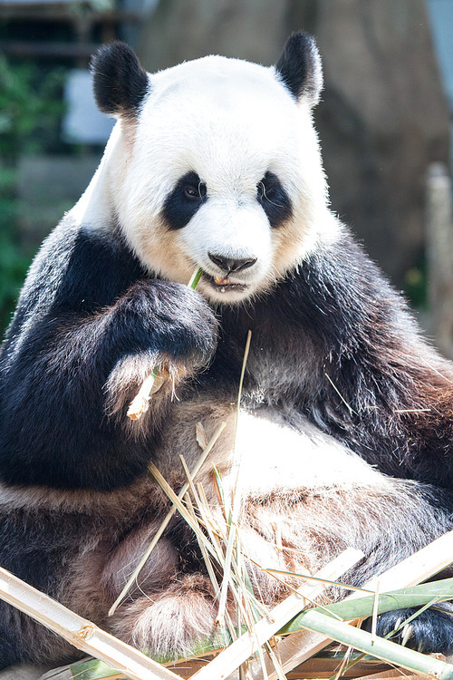 Giant panda eating bamboo close up