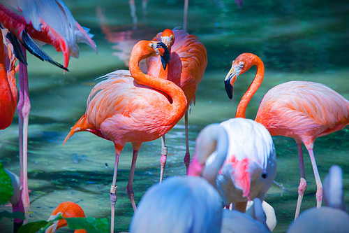 Group of pink flamingos feeding on water close up