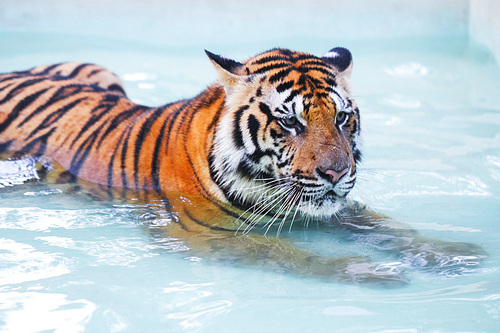 A tiger is lying in the swimming pool
