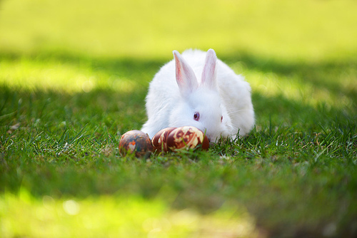 white rabbit and . eggs