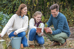 Attractive, successful and happy family, man, woman, girl child, mother, father and daughter gardening together in a garden vegetable patch