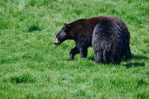 American Black Bear Ursus Americanus in lush forest landscape setting