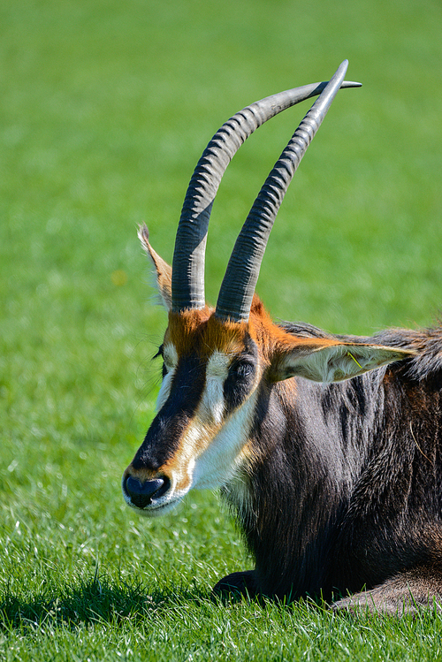 Beautiful Sable Antelope Hippotragus Niger in Summer