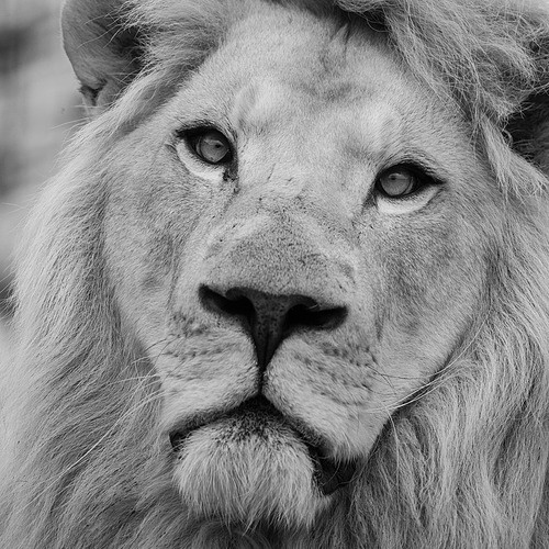 Stunning intimate portrait of white Barbary Atlas Lion Panthera Leo in black and white