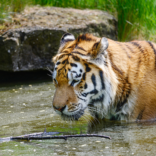 Portrait of Siberian Amur tiger Panthera Tigris Tigris in Summer