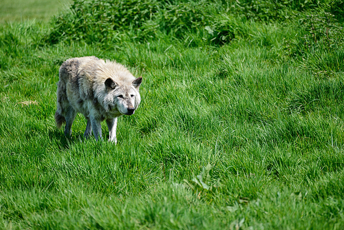 Beautiful grey Timber Wolf Cnis Lupus and eating in forest clearing landscape setting