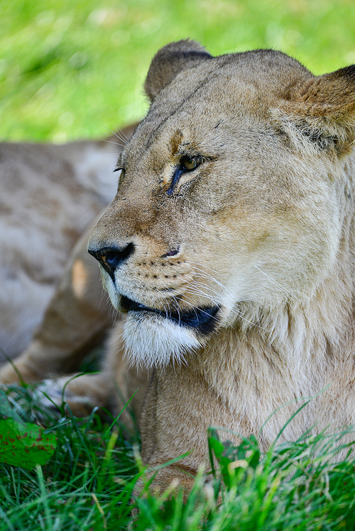 Beautiful portrait of female African Lion Panthera Leo Leo in Summer sun