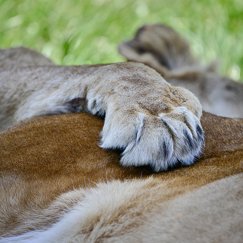 Beautiful close up image of female African Lion Panthera Leo Leo resting paw on another lion