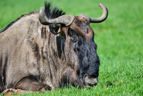 Portrait of Common Wildebeest Connochaetes Alcelaphine Bovidae laying in Summer sun