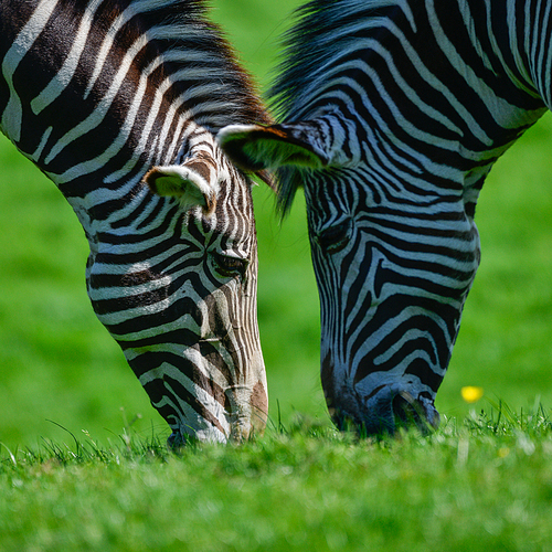 Beautiful intimate close up portrait of Chapman's Zebra Equus Quagga Chapmani