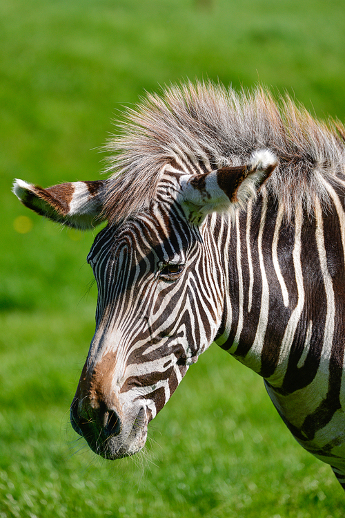 Beautiful intimate close up portrait of Chapman's Zebra Equus Quagga Chapmani