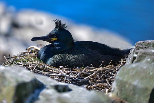 Beautiful nesting shag cormorant birds Phalacrocorax Aristotelis