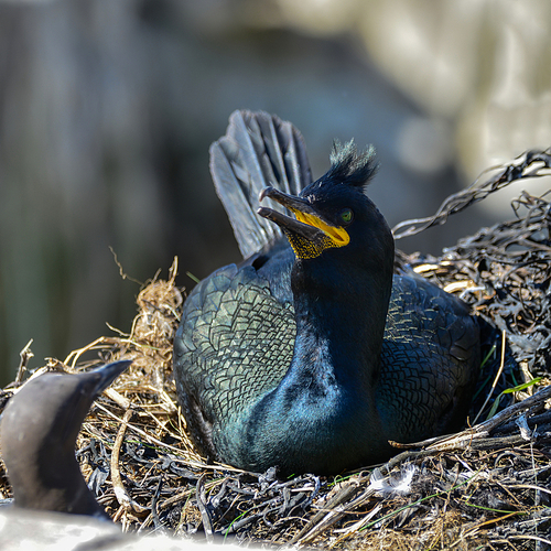 Beautiful nesting shag cormorant birds Phalacrocorax Aristotelis