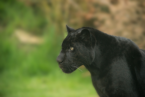 Stunning portrait of black panther panthera pardus in colorful landscape