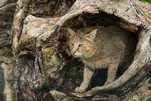 Beautiful image of jungle cat Felis Chaus in hollowed out tree trunk