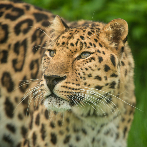 Stunning close up portrait of Jaguar panthera onca in colorful vibrant landscape