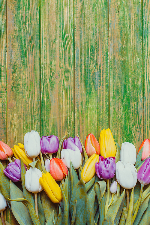 Color tulips on the shabby chic green wooden board. Spring concept with copy space