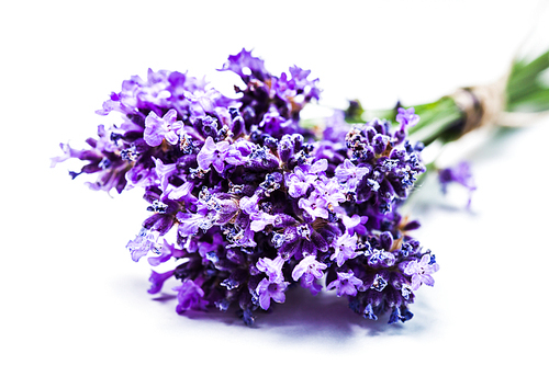 Fresh lavender bunch close up over white background
